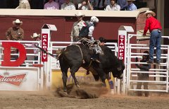 Calgary Stampede-2181